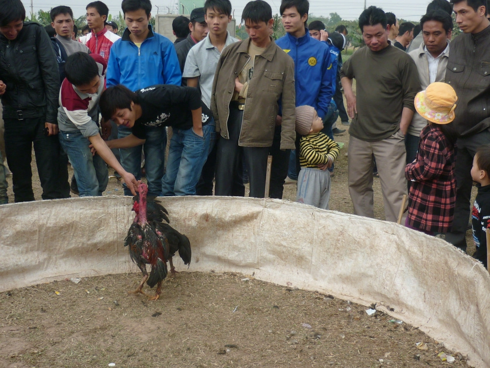 Chọi gà truyền thống gắn với lễ hội dân gian