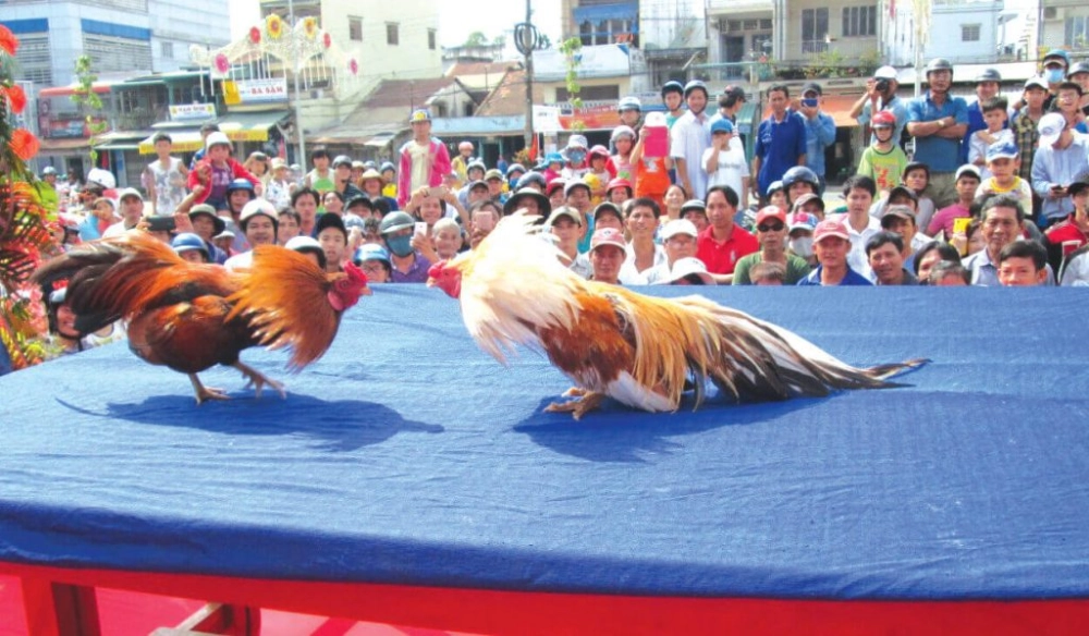 Ý nghĩa trò chơi chọi gà thể hiện tinh thần thượng võ