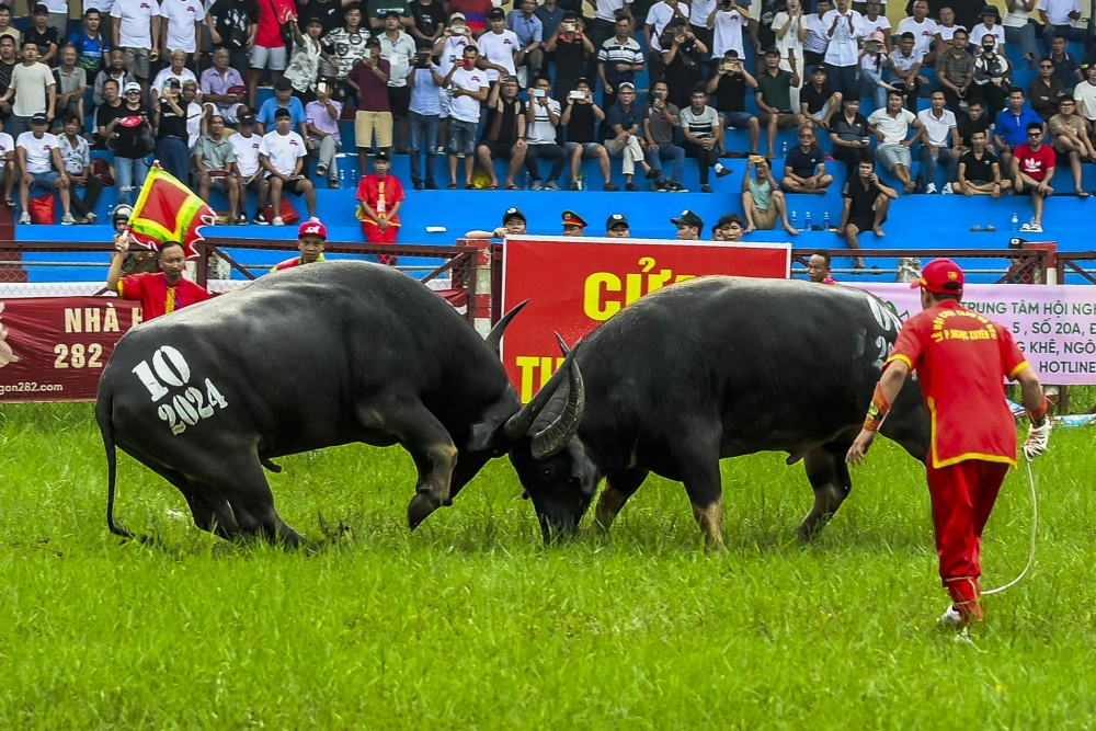 Nguồn gốc trò chơi chọi trâu gắn với tín ngưỡng nông nghiệp