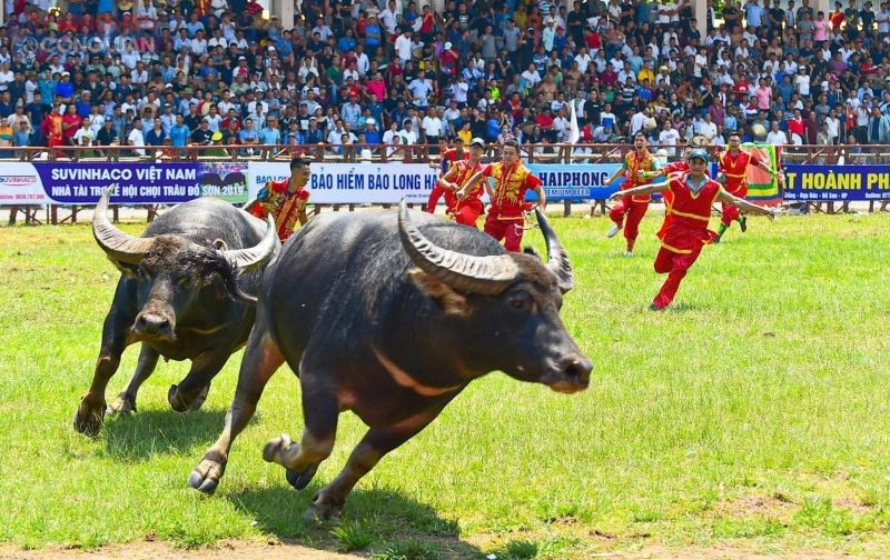 Trò chơi dân gian chọi trâu mang đậm hồn cốt làng quê