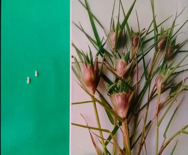 Trò chơi chọi cỏ là gì với hình ảnh minh họa sinh động