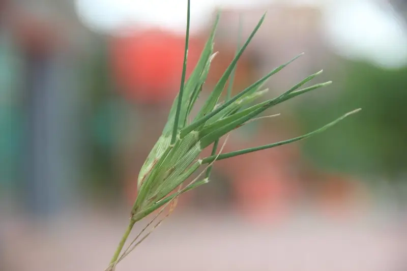 Trò chơi chọi cỏ Gà cỏ với góc nhìn cận cảnh