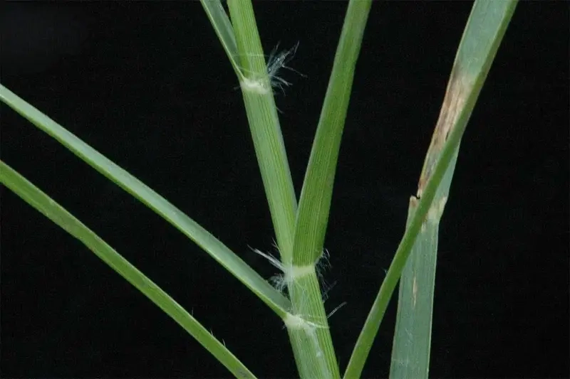 Trò chơi chọi cỏ gắn với làng quê yên bình