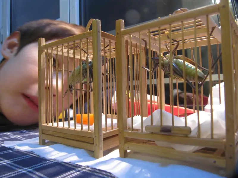 Dế chọi và văn hoá dân gian thể hiện trong ảnh