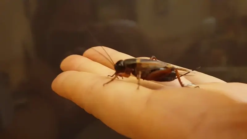 Sự khác biệt giữa dế chọi và cào cào qua ảnh