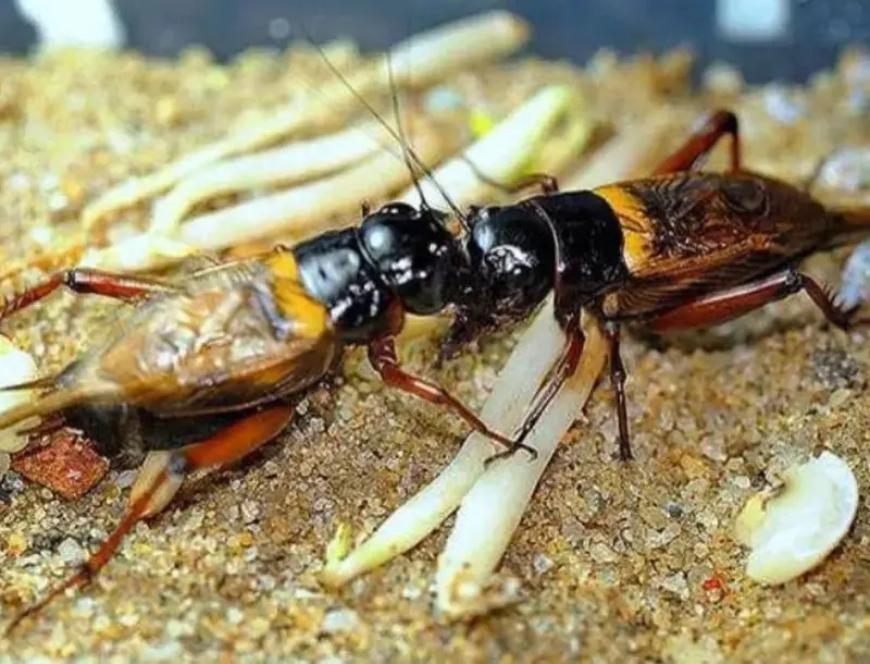 Chọi Dế truyền thống gắn với không gian làng