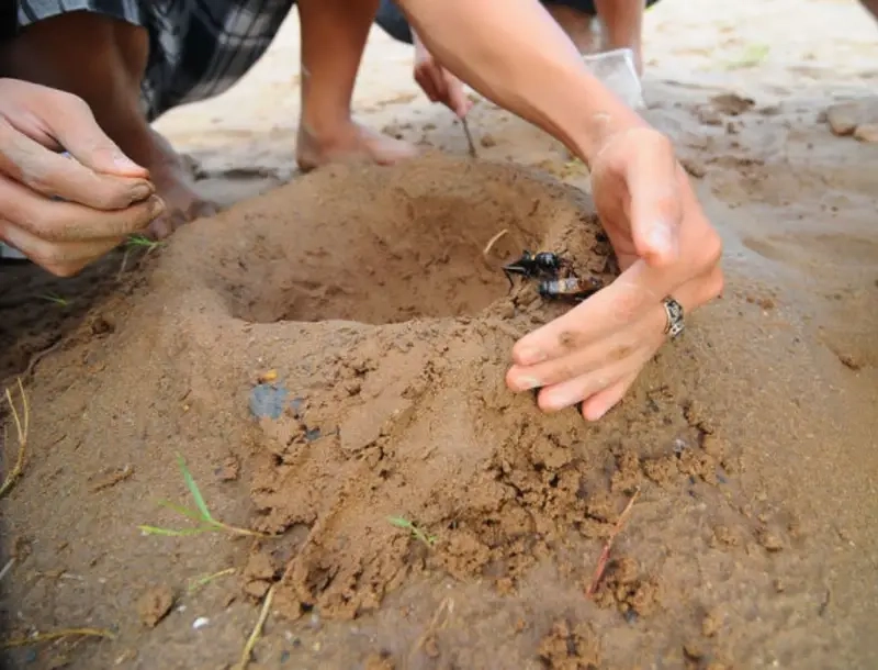 Huấn luyện dế đá thể hiện qua tư thế luyện tập