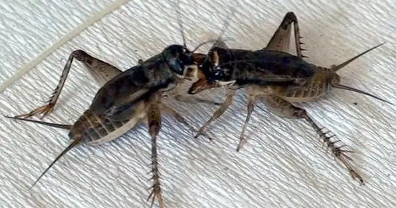 Dế chọi thể hiện sức mạnh qua tư thế chiến