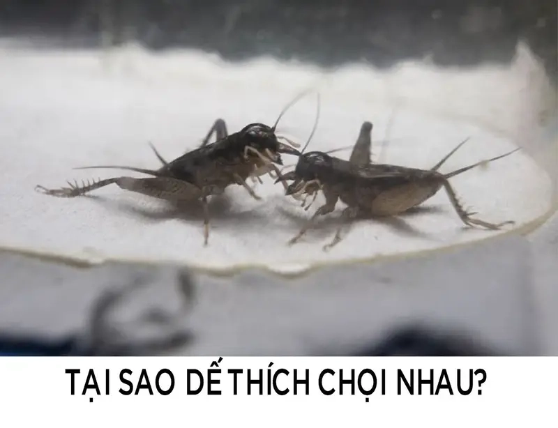 Chọi Dế dễ thắng nhất thể hiện qua thế áp đảo