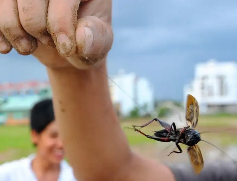 Dế chọi nổi bật qua cận cảnh đôi càng chiến